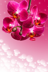 Image showing Dark purple orchid flowers on blurred gradient