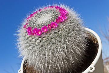 Image showing Mammillaria cactus on sky background