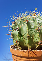 Image showing Cactus Astrophytum on sky background