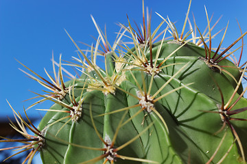 Image showing Cactus Astrophytum on sky background