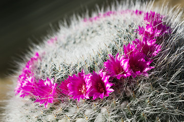 Image showing Bright flowers of a cactus Mammillaria