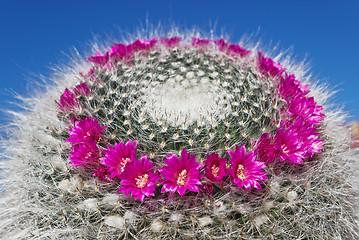 Image showing Blooming cactus Mammillaria on blue sky background