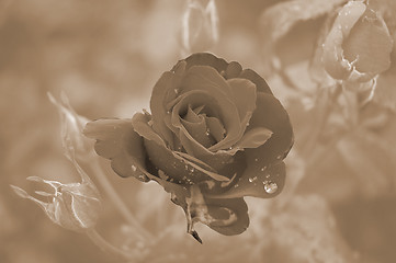 Image showing The Rose