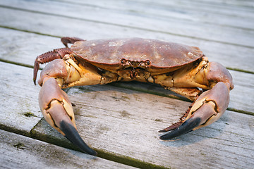 Image showing Crab on the weathered wooden terrace