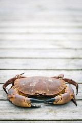 Image showing Crab on the weathered wooden terrace