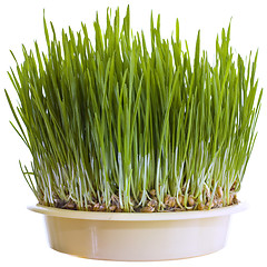 Image showing Green Wheat Cutout