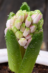 Image showing Pink Hyacinth