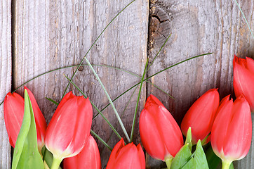 Image showing Red Tulips