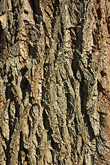 Image showing Bark detail of old tree 