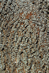 Image showing Bark detail of old tree with lichen