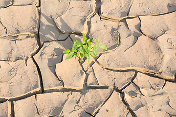 Image showing Plant in dried cracked mud