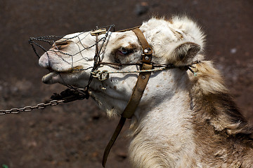 Image showing brown dromedary bite in the volcanic timanfaya 