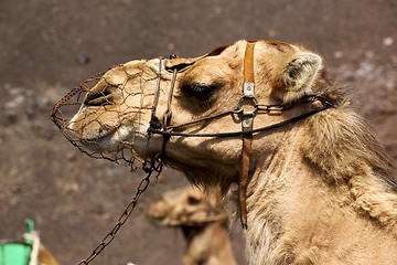 Image showing brown dromedary bite in the volcanica lanzarote spain a