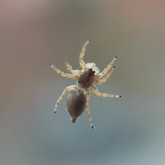 Image showing Spider animal