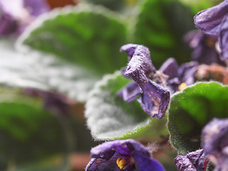 Image showing Flower decay