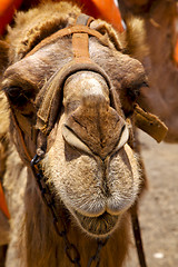 Image showing   spain africa front brown dromedary bite in the volcanic  lanza