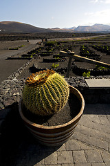 Image showing cactus wall grapes cultivation   