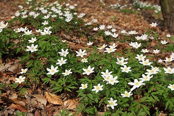 Image showing Anemones