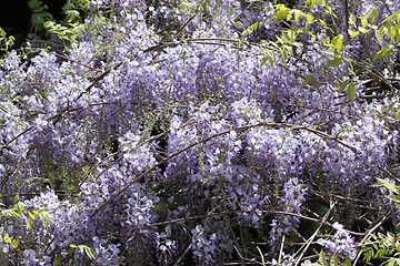 Image showing Wisteria.