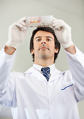 Image showing Scientist Analyzing Microplate In Lab