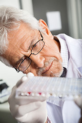 Image showing Researcher Analyzing Microtiter Plate