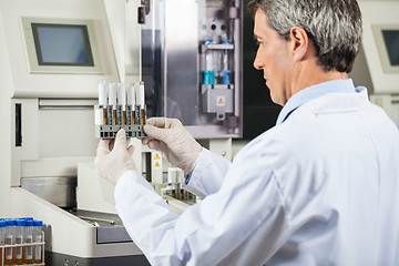 Image showing Scientist Examining Urine Samples In Lab