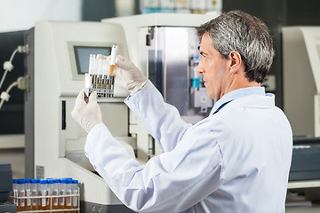 Image showing Researcher Analyzing Urine Samples In Lab