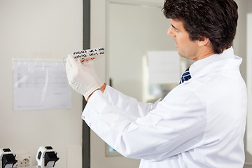 Image showing Technician Analyzing Microplate In Lab