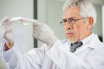 Image showing Scientist Examining Microplate In Laboratory