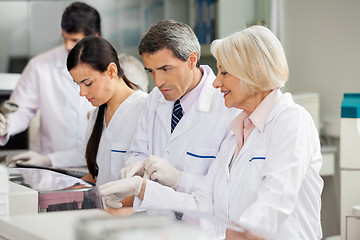 Image showing Researcher Discussing With Colleague