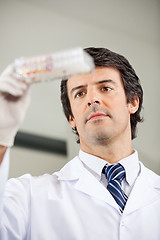 Image showing Researcher Analyzing Microplate In Lab