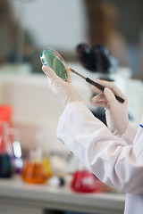 Image showing Scientist Examining Petri Dish