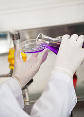 Image showing Technician Pouring Purple Liquid Into Petri Dish