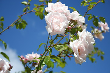 Image showing Roses against blue sky