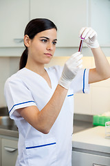 Image showing Technician Analyzing Blood Sample