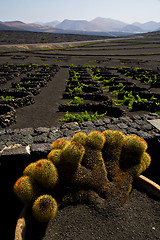 Image showing cactus  lanzarote spain la geria vine 