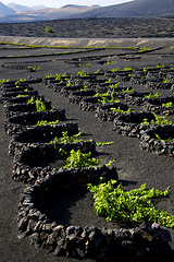 Image showing lanzarote spain la geria vine screw