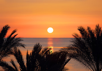 Image showing palms and sunrise over sea