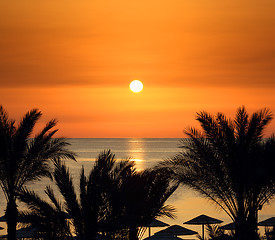 Image showing palms and sunrise over sea