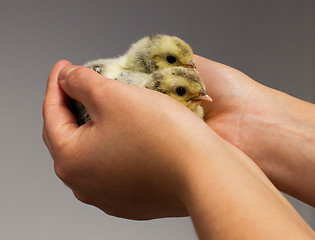 Image showing Chick on hand