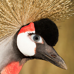 Image showing Crowned crane with a human eye