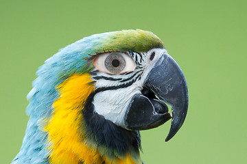 Image showing Macaw parrot with a human eye