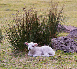 Image showing Little lamb