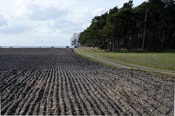 Image showing Field at springtime