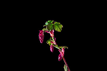 Image showing Flowering currant buds at black