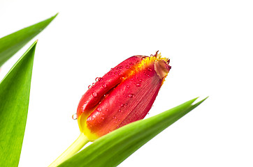 Image showing Tulip closeup