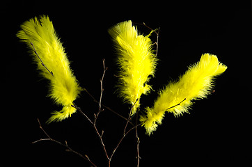 Image showing Yellow easter feathers at black