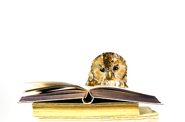 Image showing Owl at a stack of books