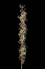 Image showing Fireweed stalk at black background