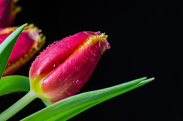 Image showing Tulips closeup on black